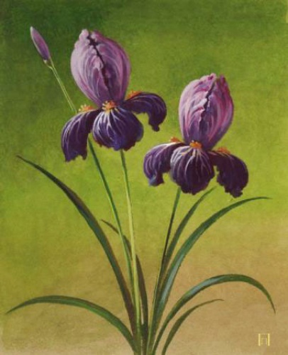 Ирисы