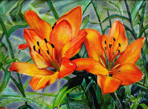 Лилии в моем саду